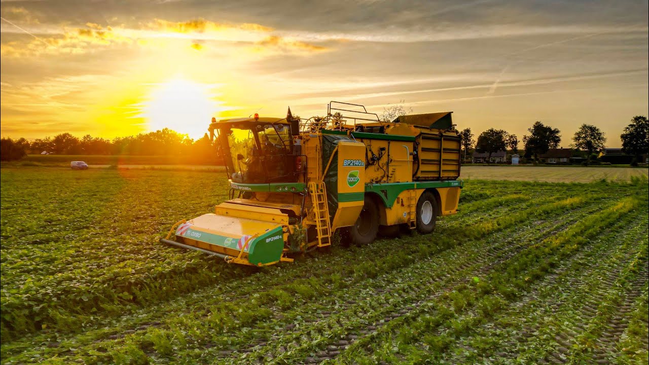 Oxbo BP2140e aan het sperziebonen plukken / Green bean picking with a OXBO BP2140e / Taco Agro BV