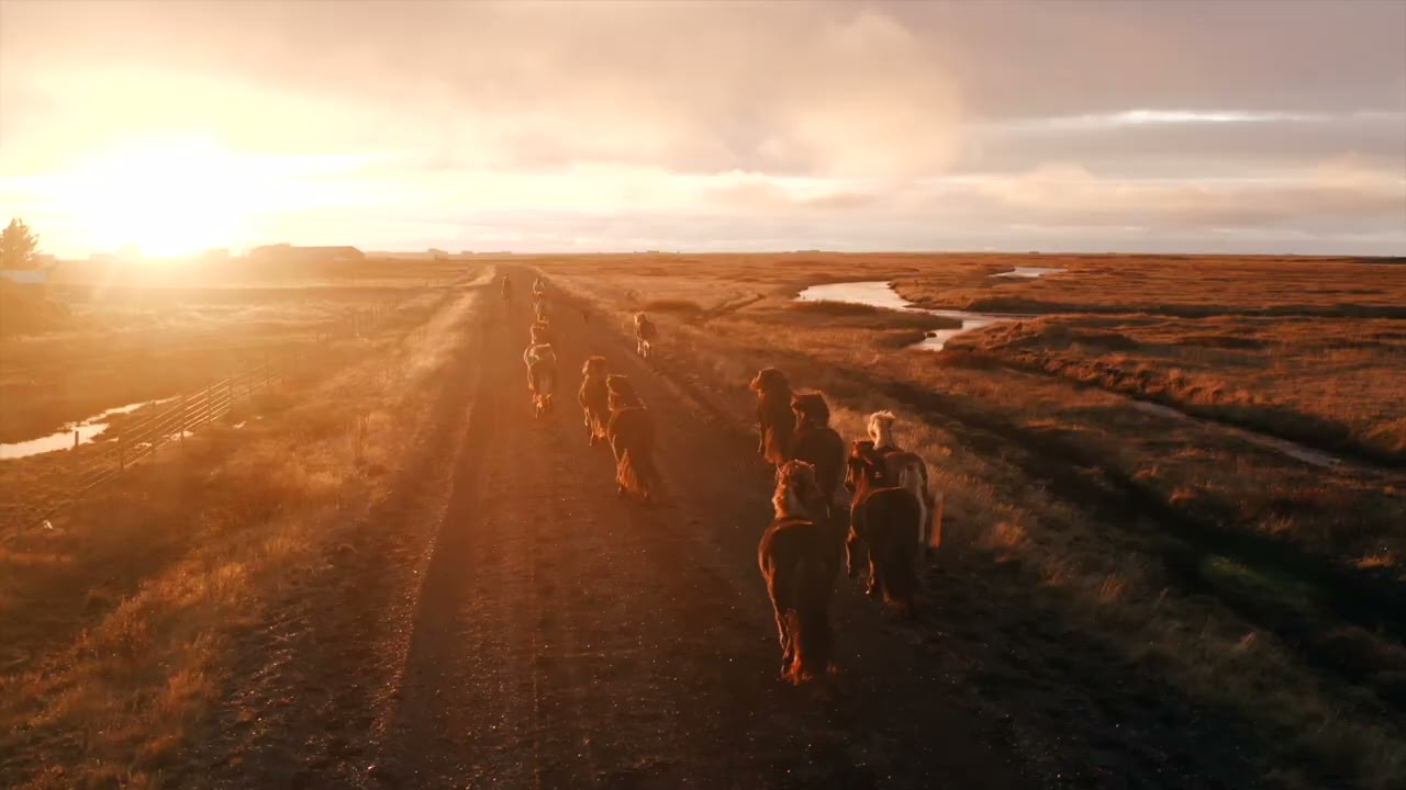 Moving the horses back to the winterfield - Mr Iceland