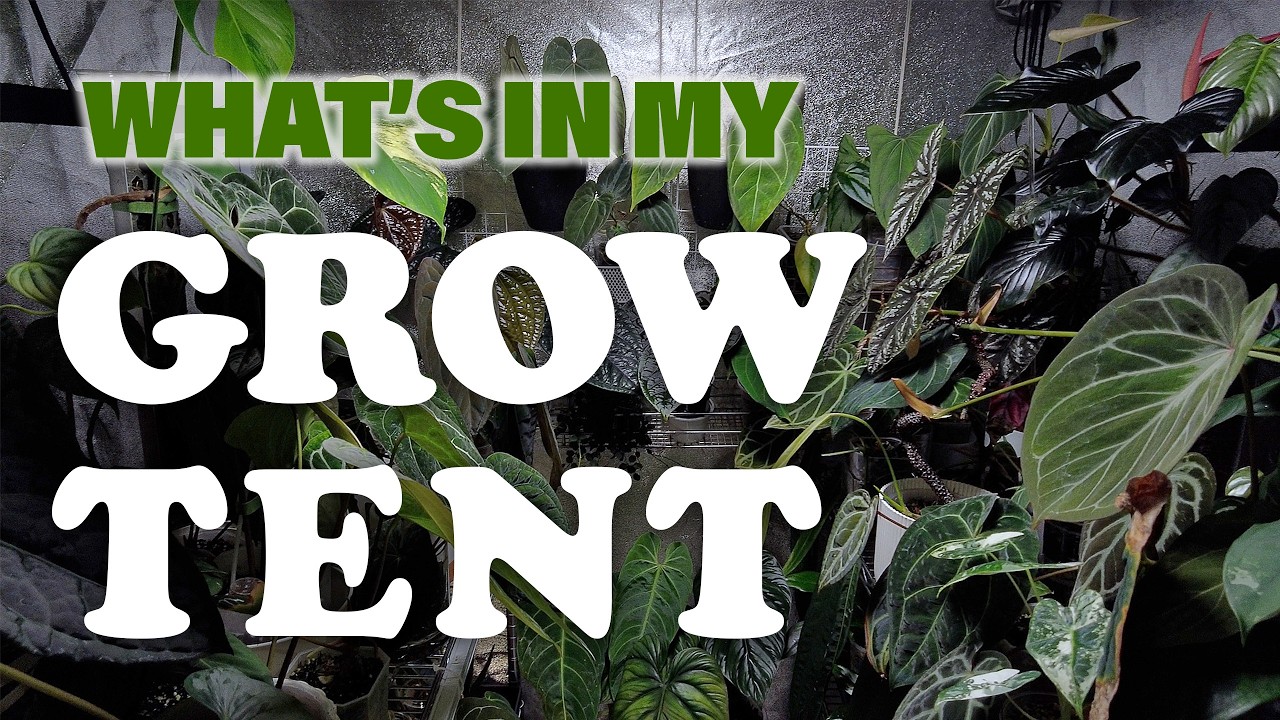 Come Visit My Grow Tent