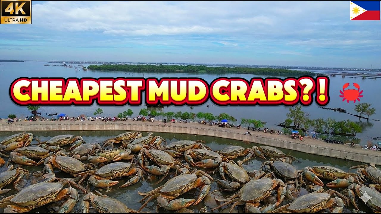 Cheapest Mud Crabs in Metro Manila?! 🦀