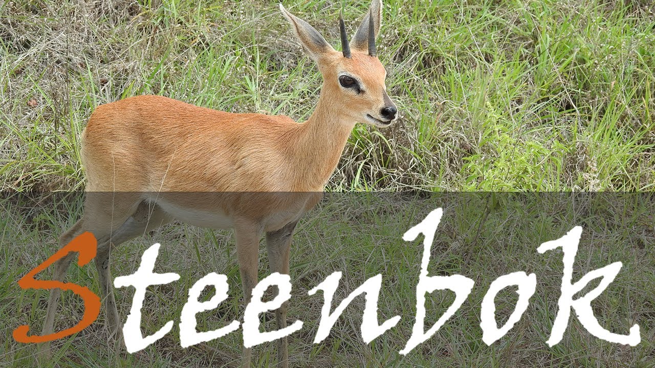 Steenbok (Raphicerus campestris) Video From The Kruger National Park | Stories Of The Kruger