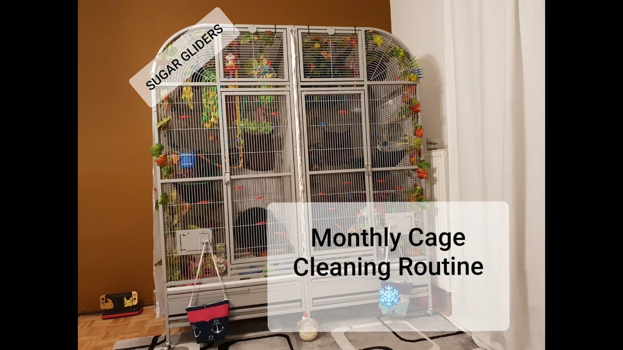 Sugar Gliders | Monthly Cage Cleaning Routine
