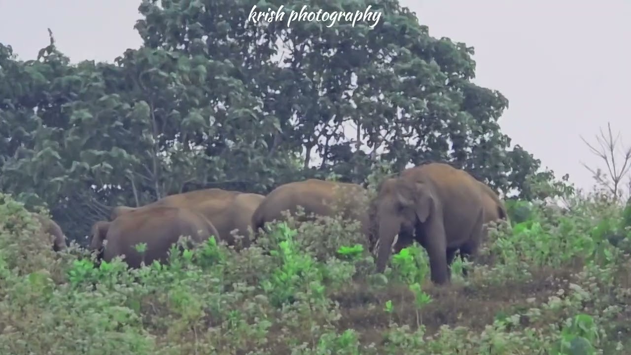 മലചെരുവിൽ അകപ്പെട്ട കാട്ടാന കൂട്ടം #athirapalli #wildlife #animals #elephant #kabani#wayanad#munnar 