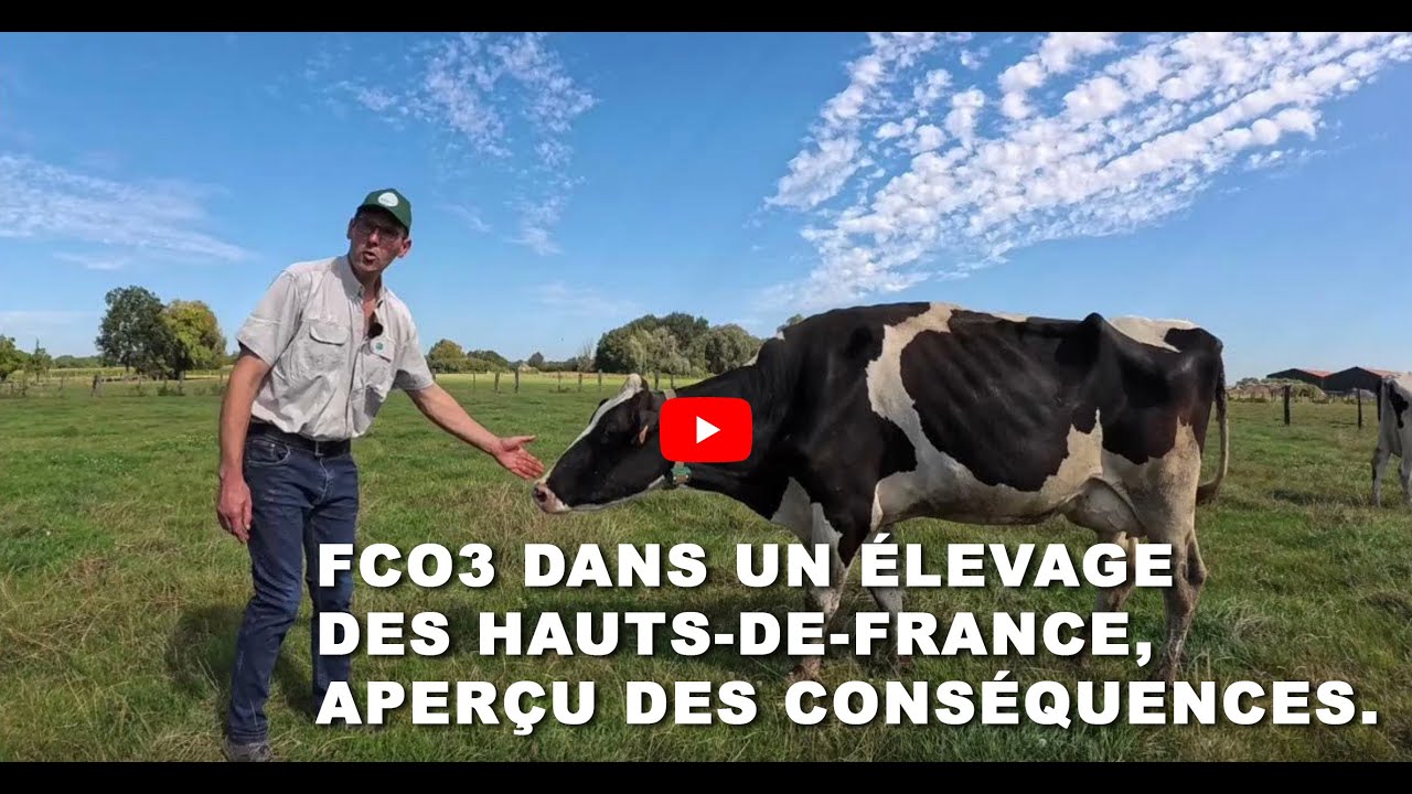FCO3 dans les Hauts de France dans un élevage de vaches laitières