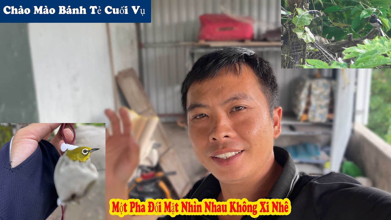 B.ây Được Vành Khuyên Rất Đẹp Và Pha B.ẫy Chòe Than Ngước Mặt Nhìn Nhau // Chiến Ơi