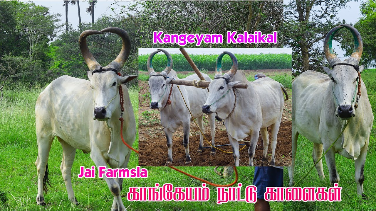 Vandi palakkam uzhavu pazhakkam utaya Kangeyam Nattu madu #kangeyam_breed