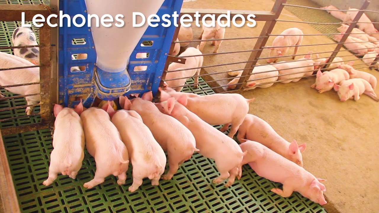 GRANJA TECNIFICADA: LOS HUARANGOS S.A