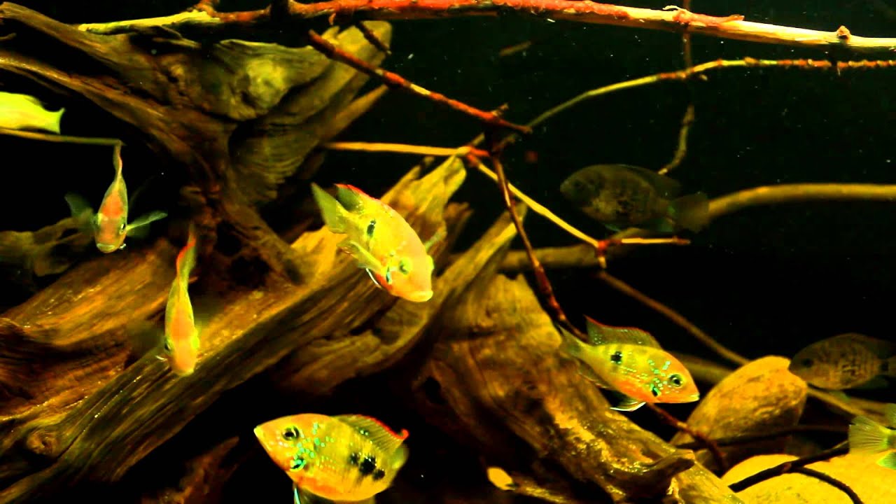 Central American Display Aquarium- Mexico Theme