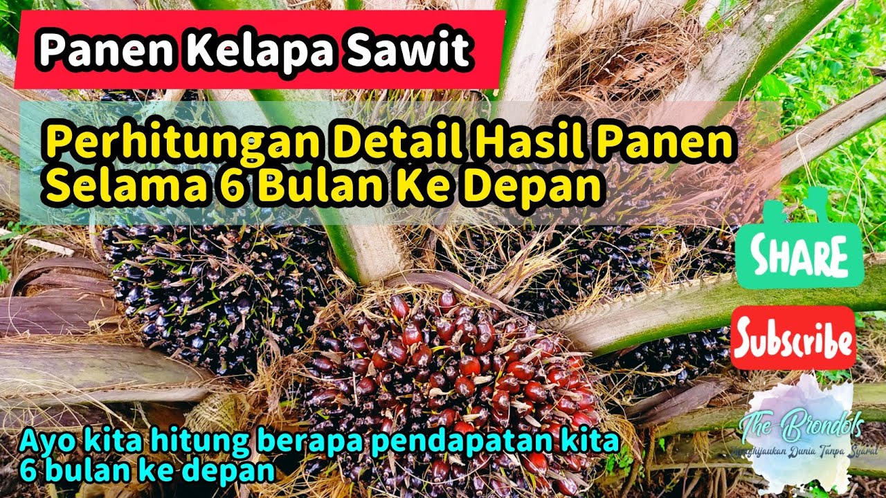 Perhitungan Detail Hasil Panen Selama 6 Bulan Ke Depan