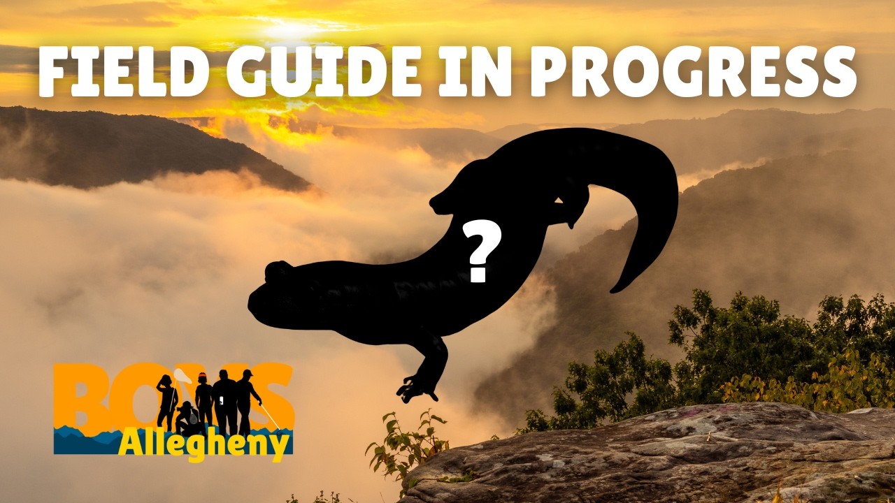 WVHS Fall Symposium 2025 | Field Guide Progress, Salamanders, & Herping with Will Robertson