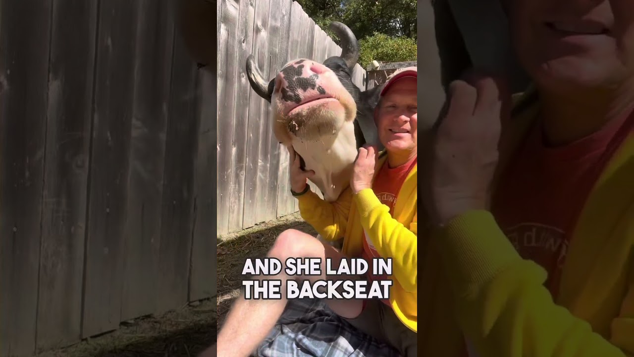 The Story of Jenna the Calf Who Lived