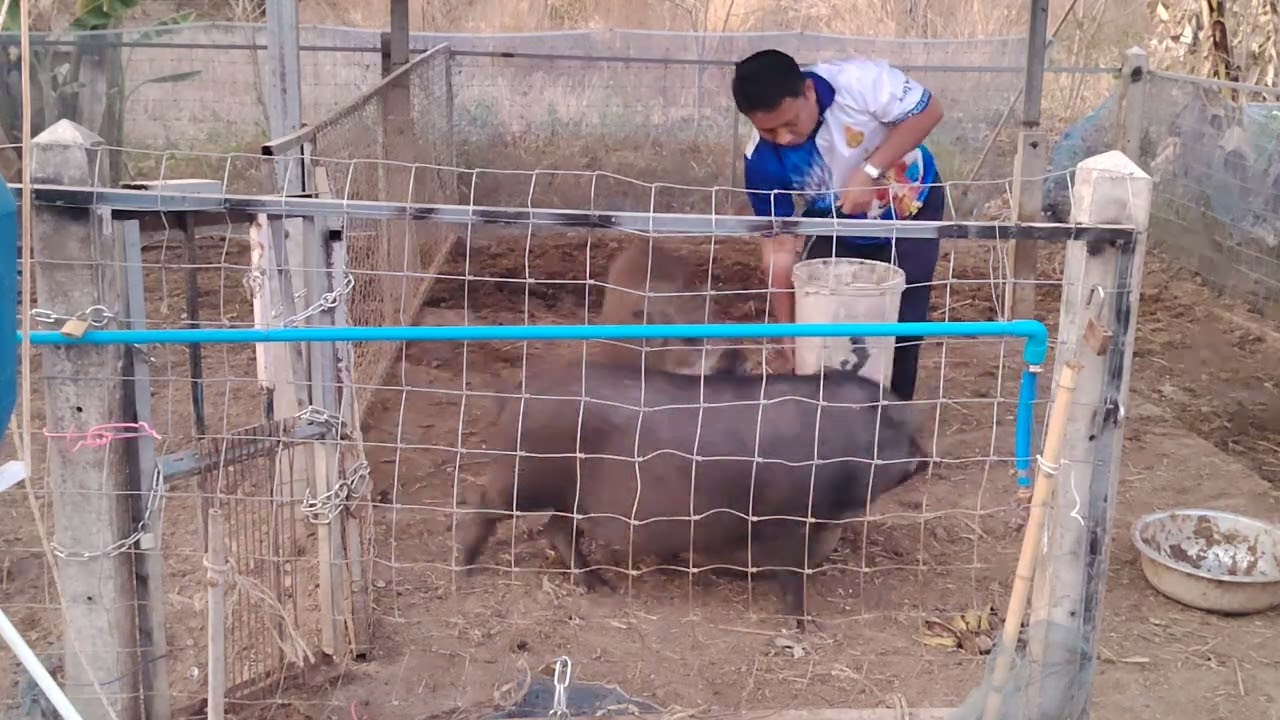 เลี้ยง​หมูป่า​ให้​อ้วน​ เลี้ยง​หมูป่า​แบบ​บ้าน​ๆ​ เลี้ยง​หมูป่า​สร้าง​รายได้​