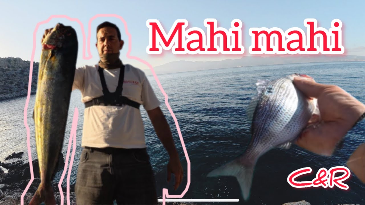 SHORE JIGGING ΚΥΝΗΓΟΣ/ ΑΠΕΛΕΥΘΕΡΩΣΗ ΣΥΝΑΓΡΙΔΑΣ - SHORE JIGGING MAHI MAHI / C&R DENTEX