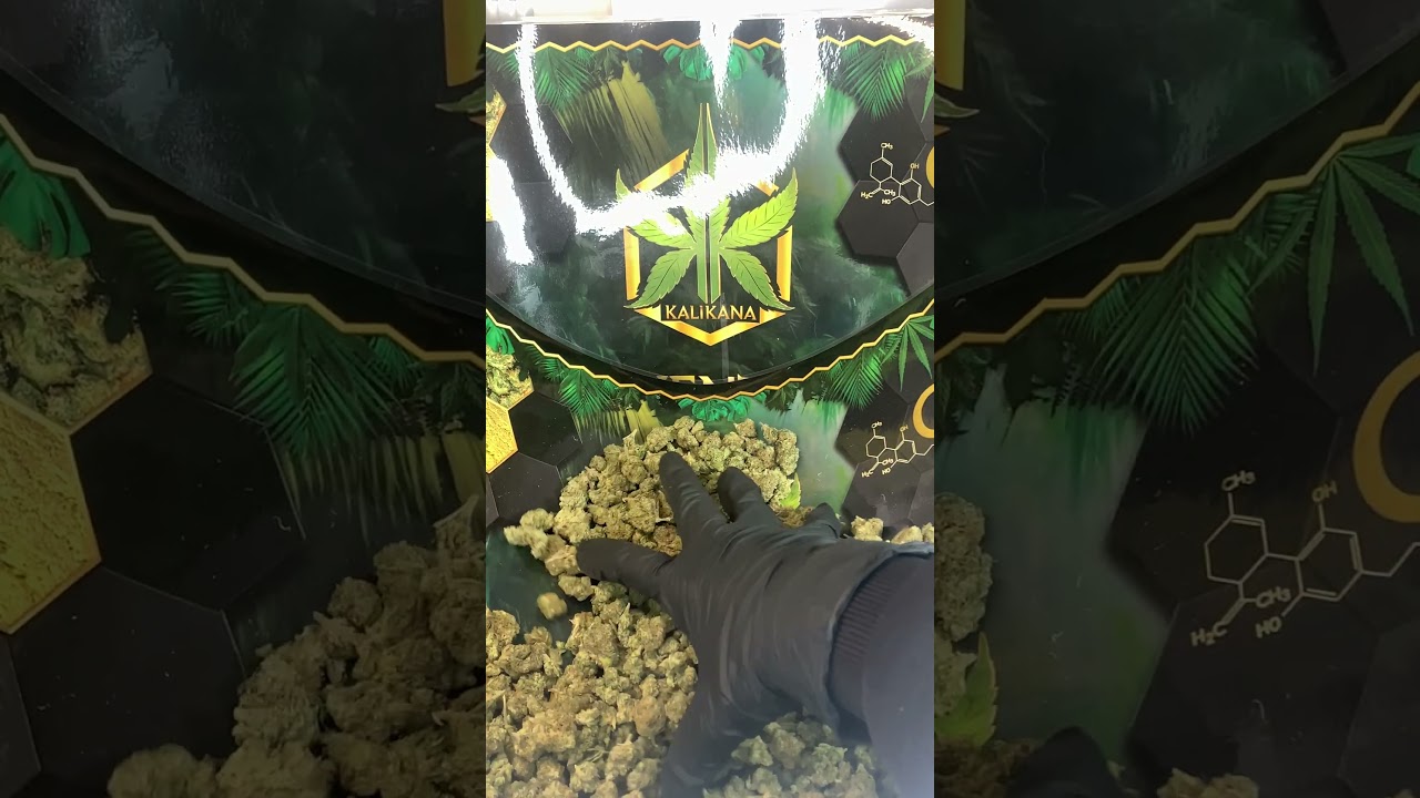 POP CORN BLACK DOMINA  |  Indoor - Small buds CBD