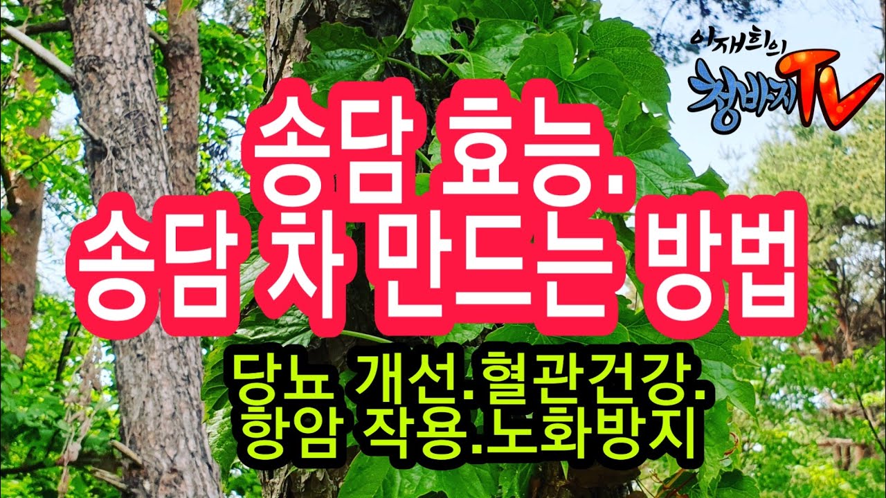 송담효능. 송담차 만드는 방법.송담 식용 방법.중년건강.이재희의 청바지 TV