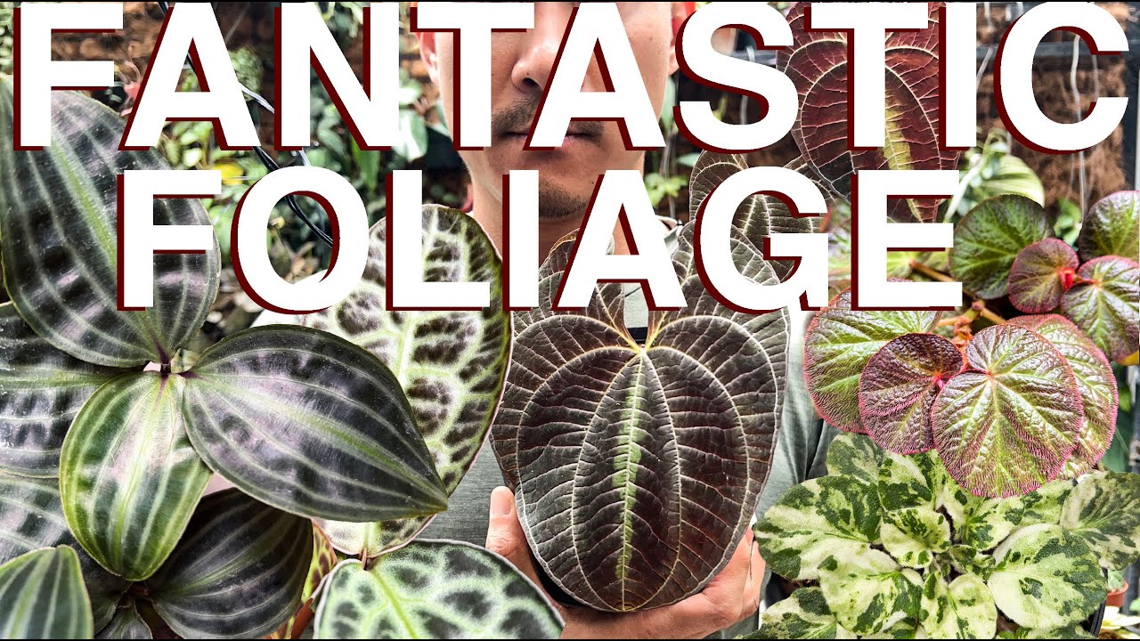 15 Houseplants 🌱 that Sport GORGEOUS Leaves 🍀 to Add to Your Wishlist!