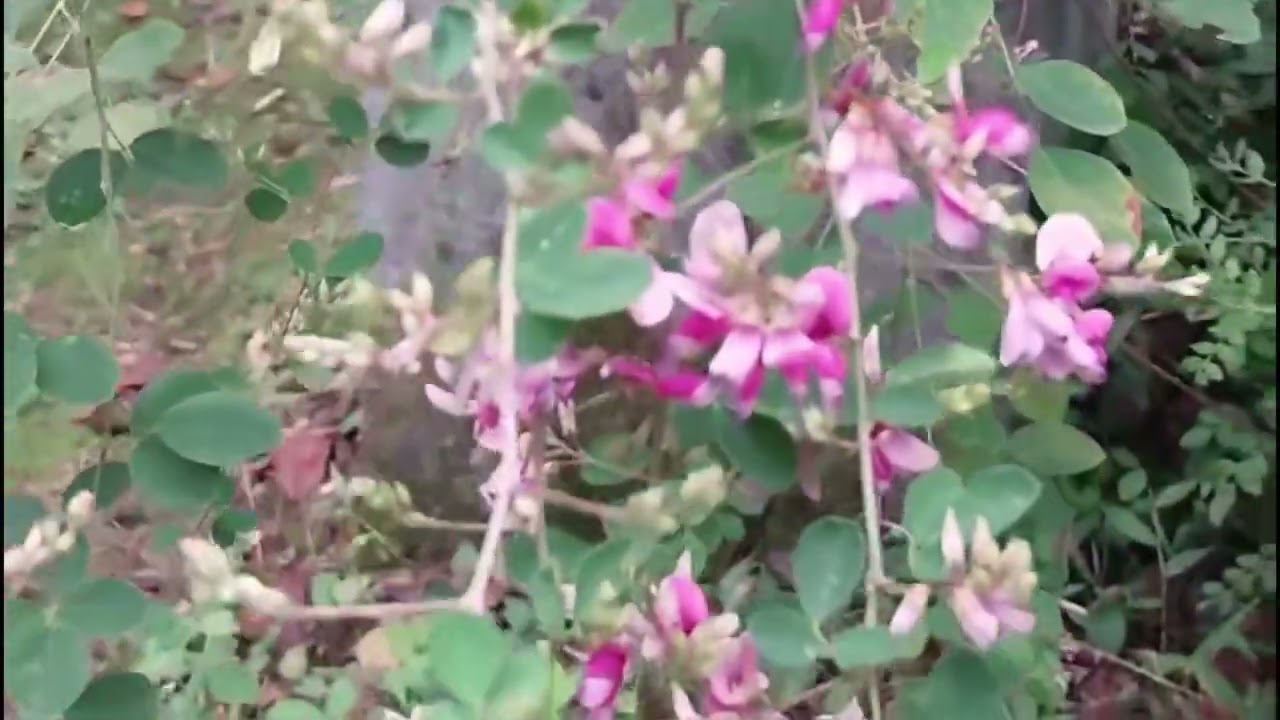 #삼잎국화꽃, #싸리꽃, 지난 가을에 촬영한 영상(더보기에 설명있어요)