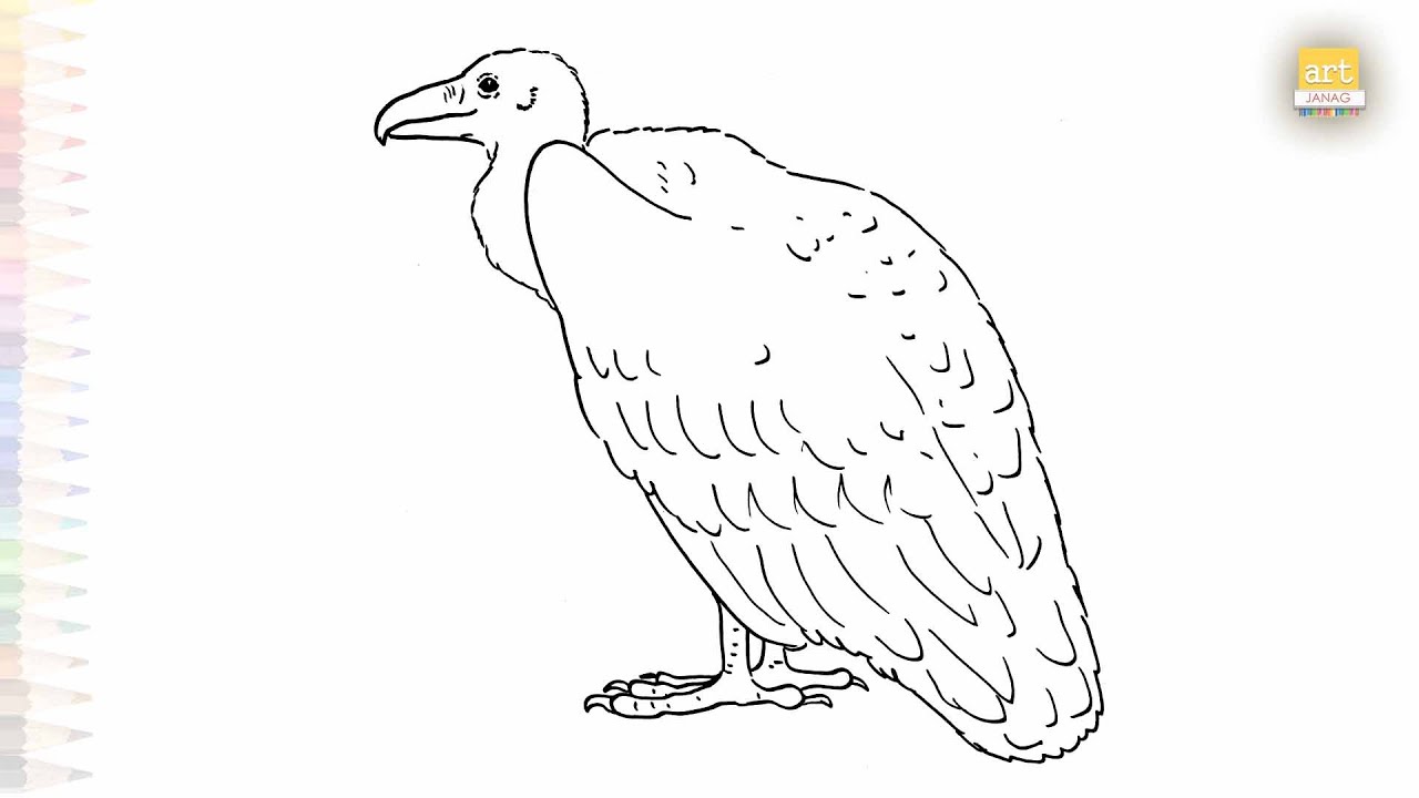 Griffon vulture drawing easy | Birds outline sketches | How to draw A Griffon vulture step by step