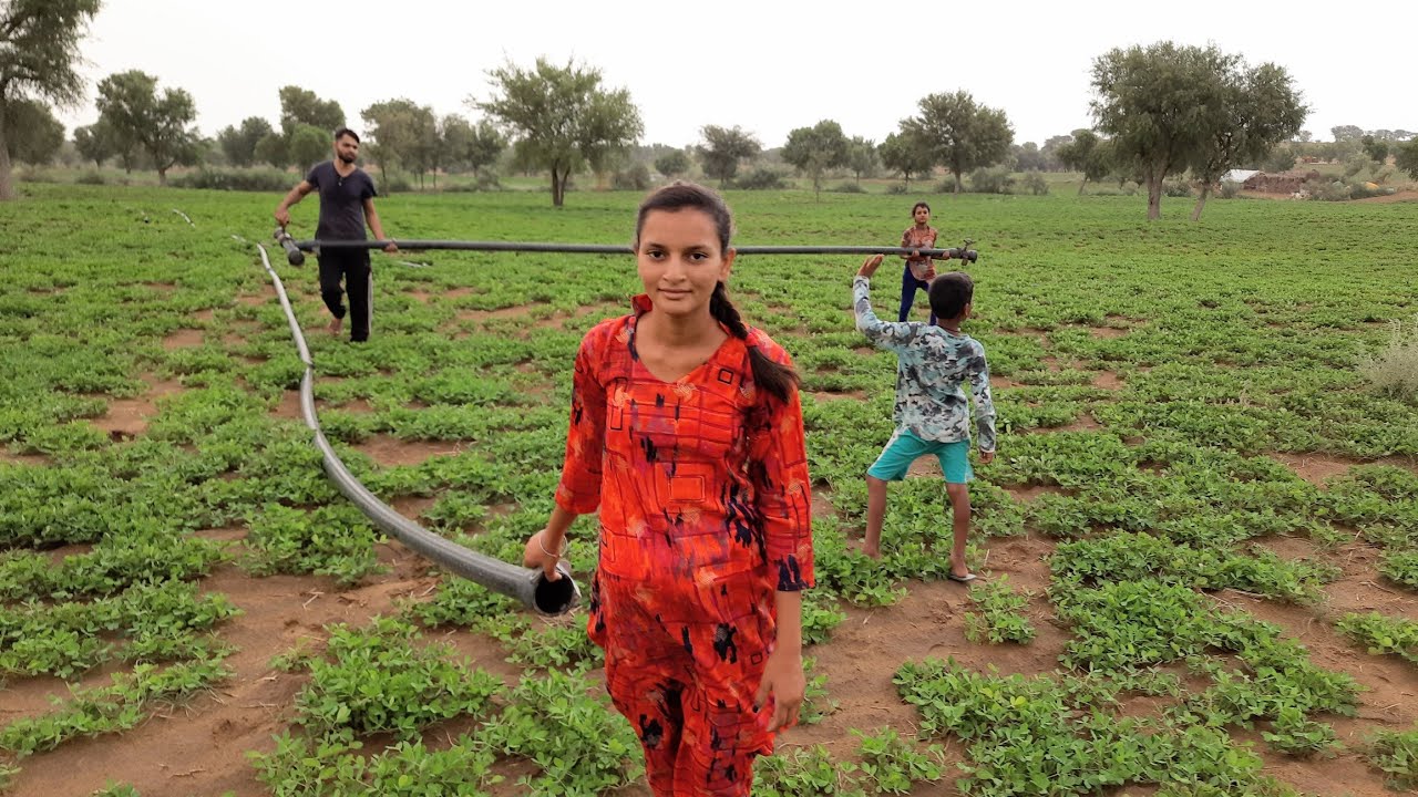 [455] Farm in my village ❤️ Farm in my village North Western Rajasthan India #life #village #people