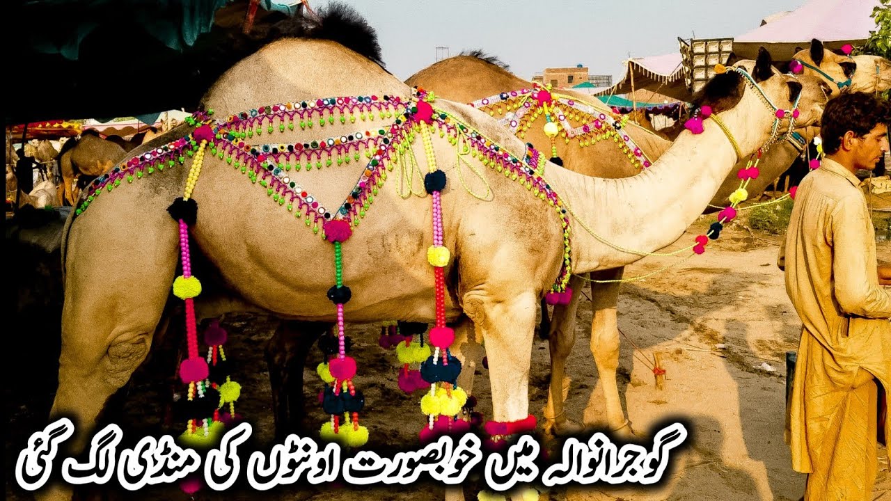 Camel mandi | camel mandi 2021 | camel mandi gujranwala 2021 | biggest camel mandi 2021