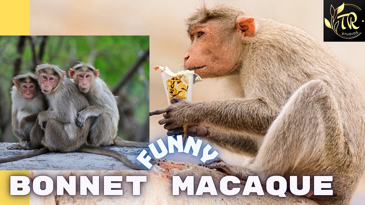 MONKEYS 2 #Bonnet Macaque (Macaca radiata)#Bonnet Macaque family enjoying-MONKEY WARRIORS-