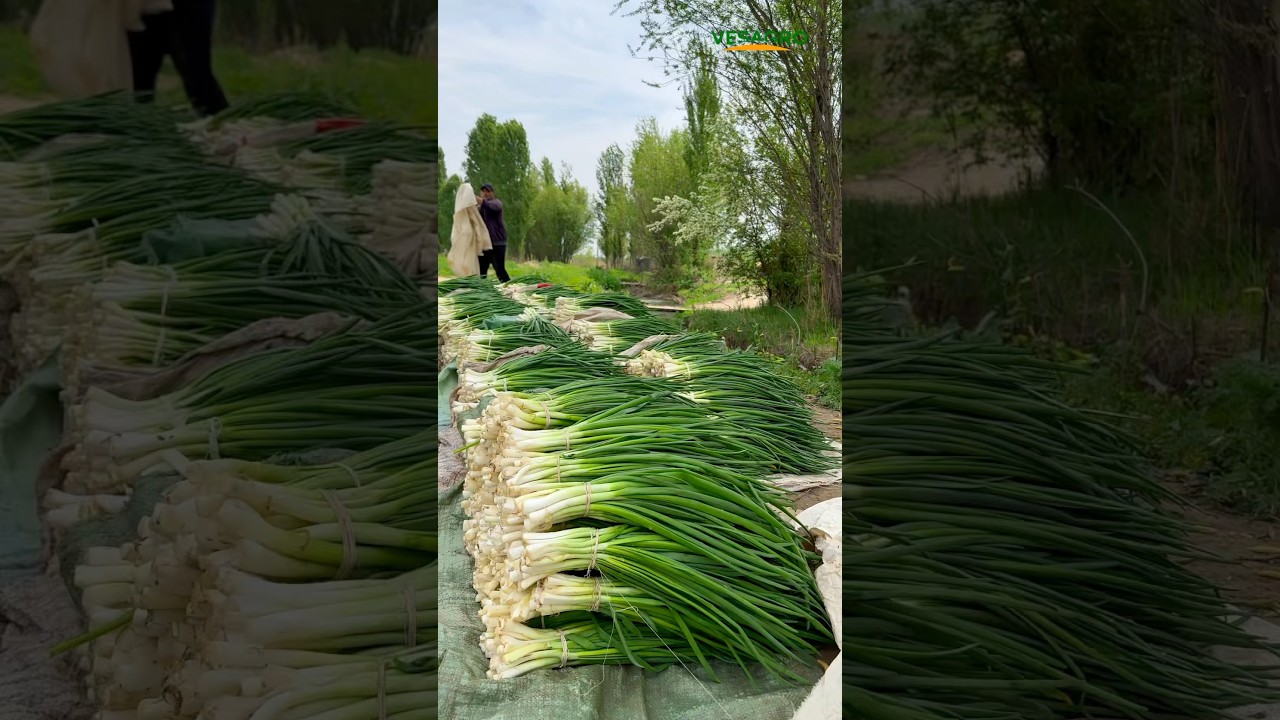 Koʻk Piyoz Green Onion Зелёный Лук Кўк Пиёз     #vesagro #onion #farming #food  #весагро #agro