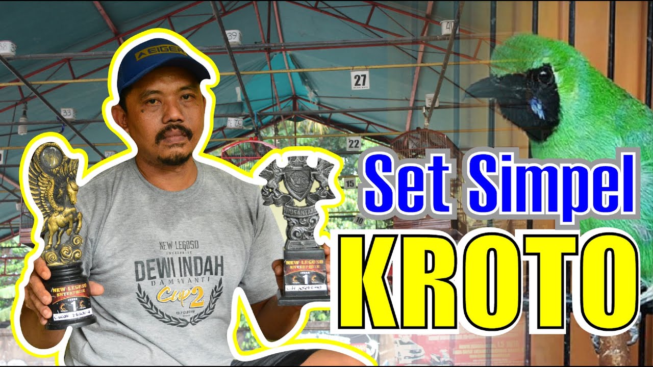 MANFAAT KROTO UNTUK CUCAK IJO SETTINGAN KROTO GRONTOL UNTUK CUCAK IJO By HoBi ID