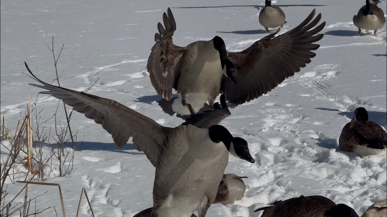 All The Resident Waterfowl Coming Over February 8, 2026