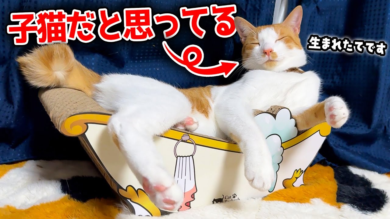 自分をまだ子猫サイズだと勘違いしている猫がベッドに収まりきらなくなっていましたwww