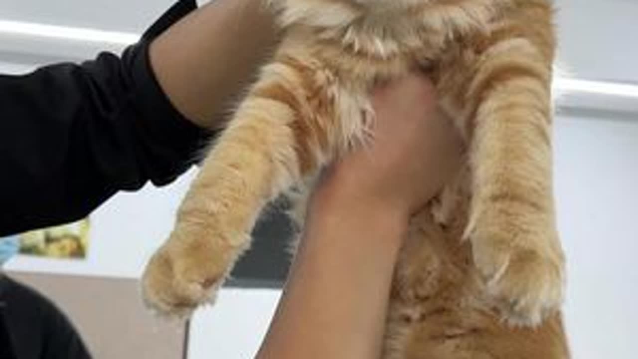 小哥因学校不能养猫，出三只缅因#新手养猫 #缅因猫 #家富说猫