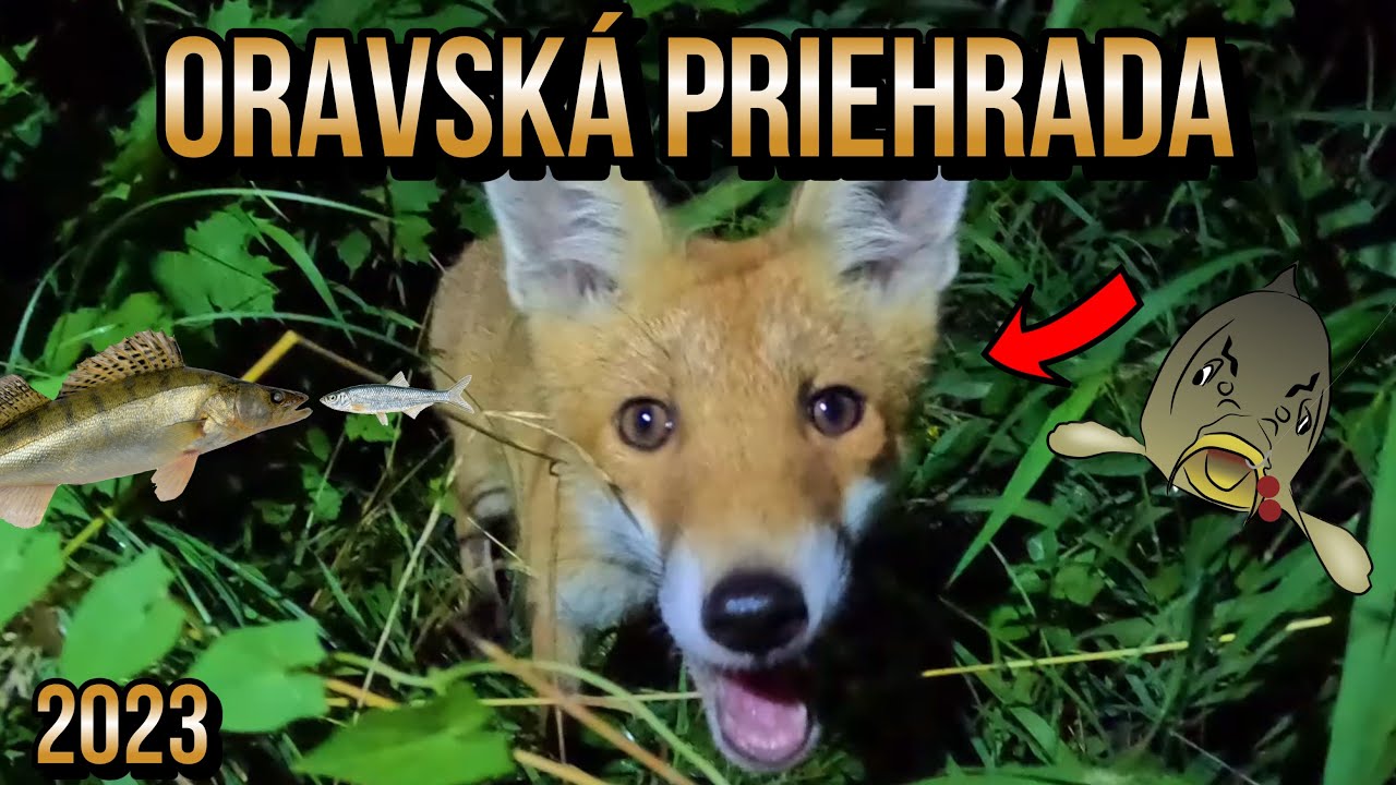 Výprava - Oravská Priehrada 🤗🎣 Lov Kapra a Zubáča - Candáta 🌊 Lov na Boilies a Živú Rybku 🦊 Líška