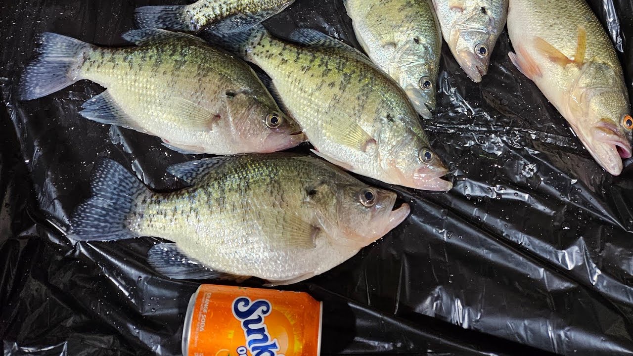 Windy March Slab Crappies (Catch & Cook).