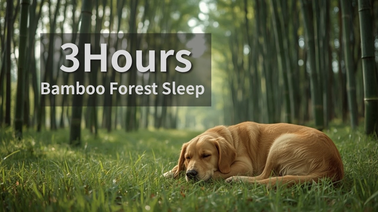 Sleeping Golden Retriever in Bamboo Forest | 3 Hours Chill Music