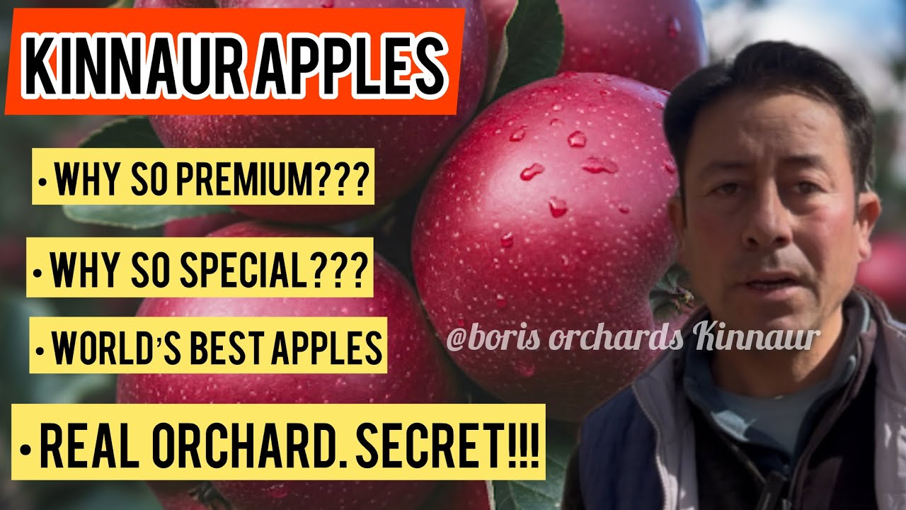 Why Kinnaur Apples Are So Expensive? | Real Himalayan Orchard Story // Boris Orchards Kinnaur 