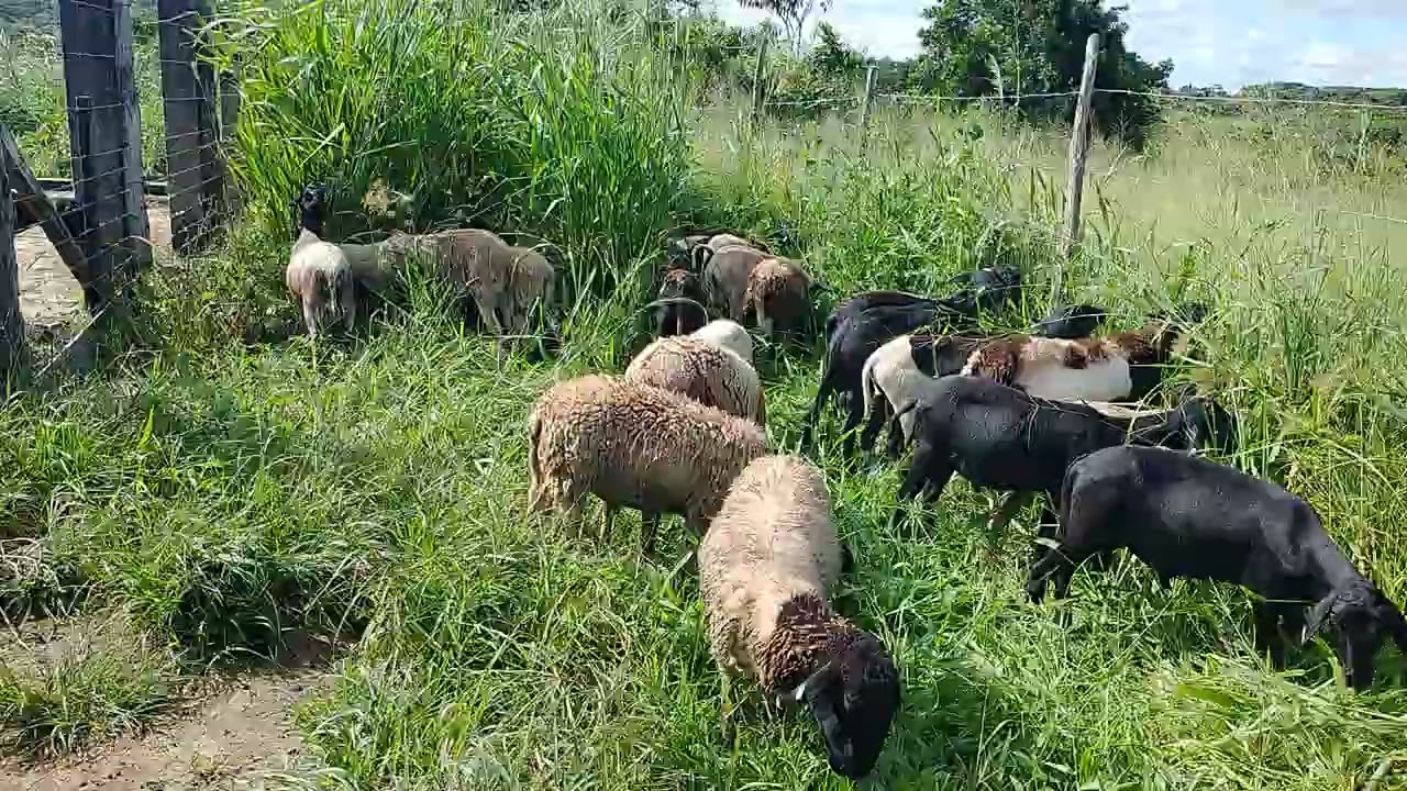 É gente carneiro numerado e vacinado e pesado vindo direto do sertão 🐑🐏