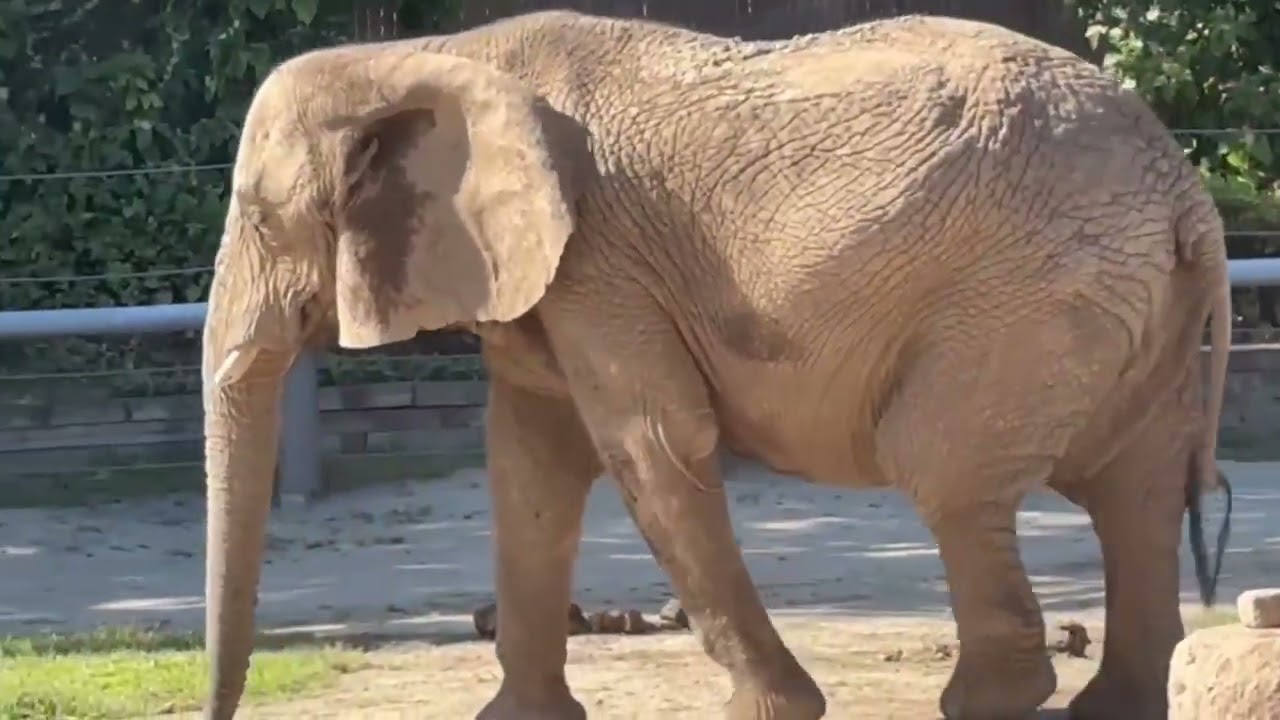 Roger Williams Park Zoo Elephants Clip Compilation