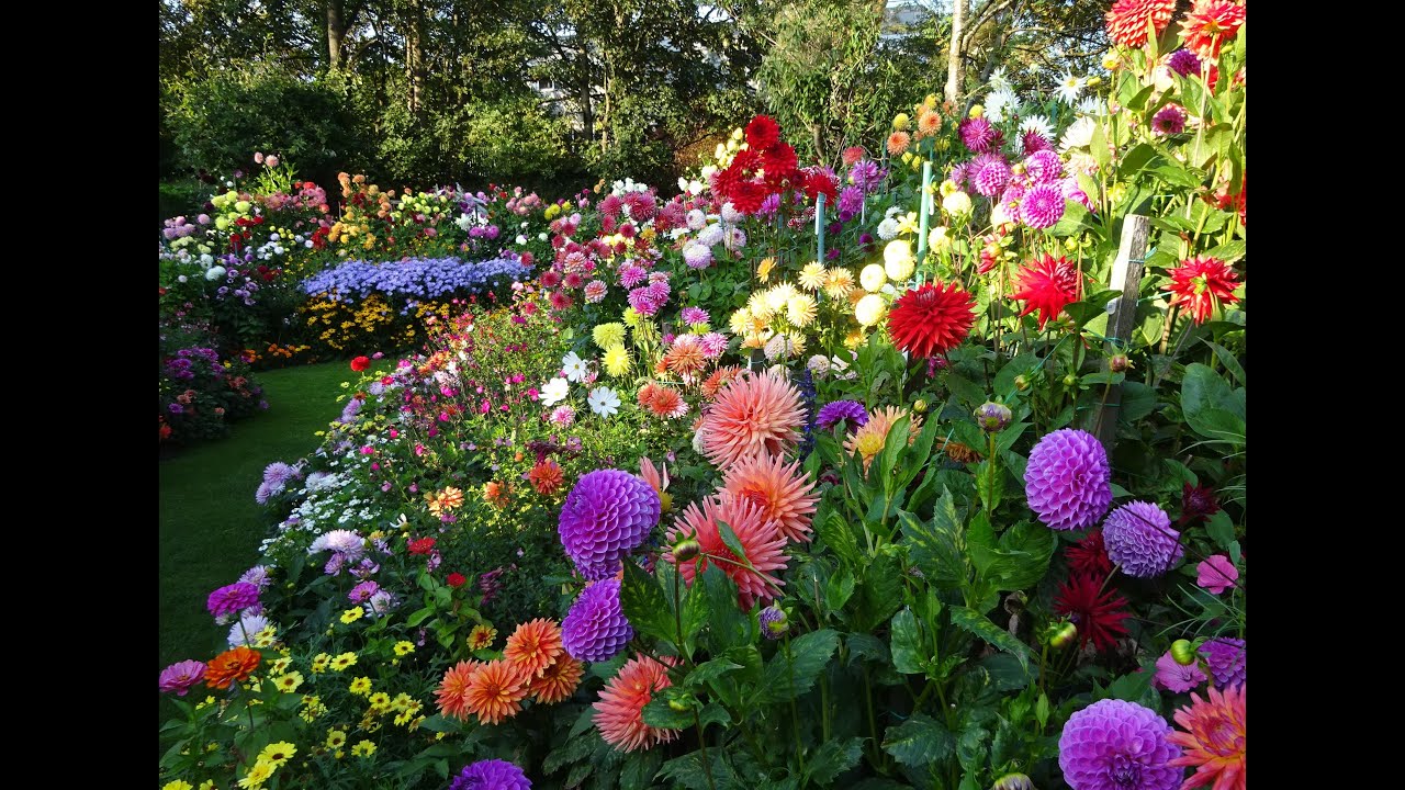 UK dahlia garden opening 3&4 Sept 2022