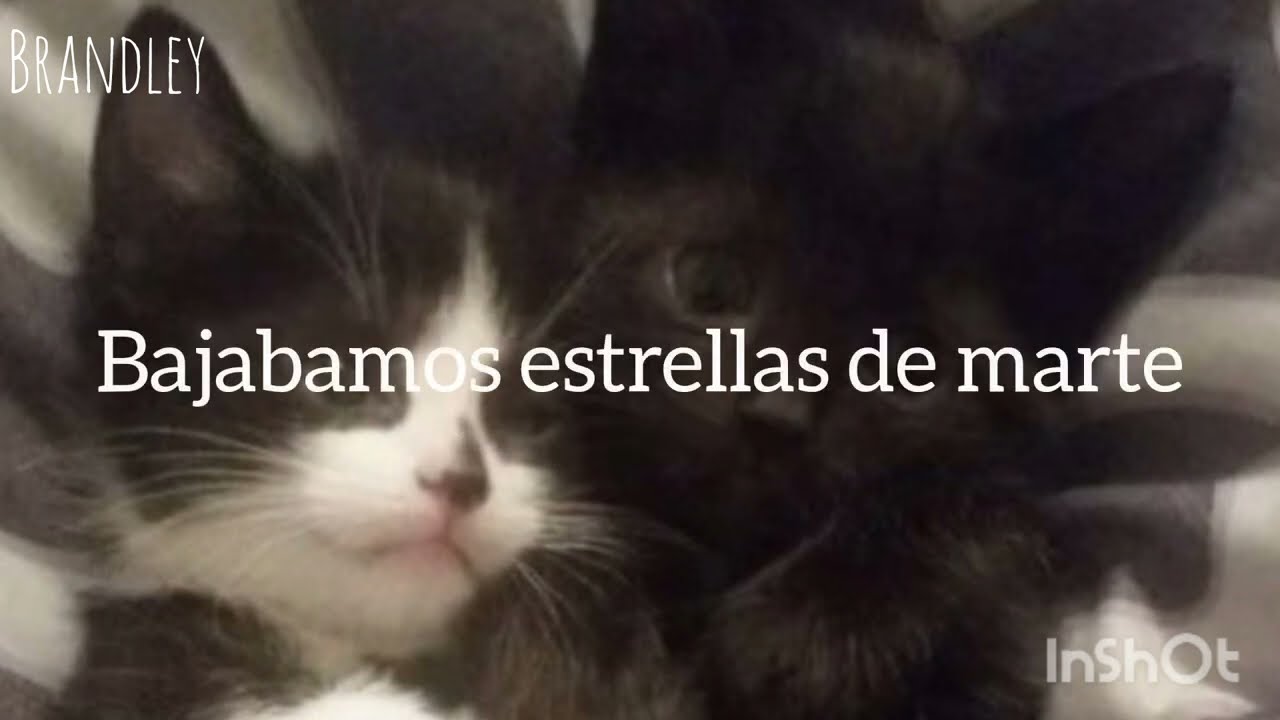 Es el amor - Estelares // letra