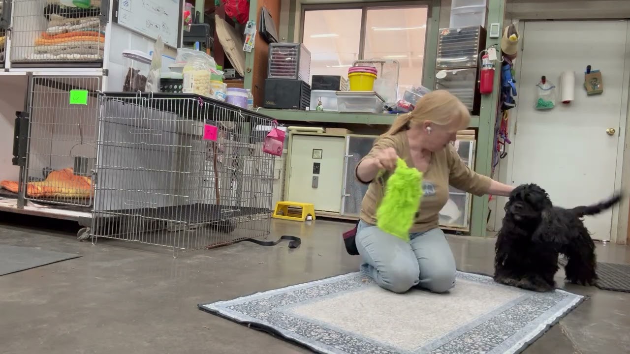 Maui focus forward -1 11926