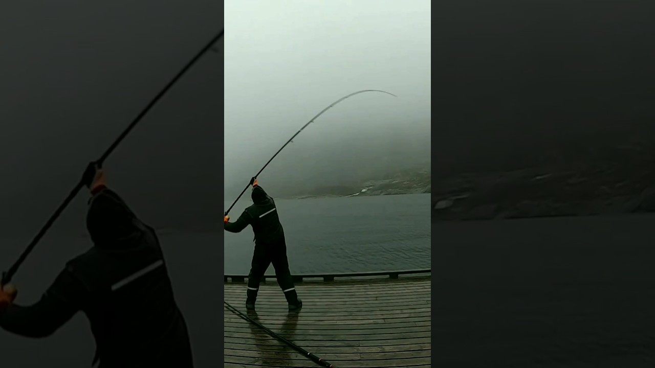 200+lb halibut from the shore!