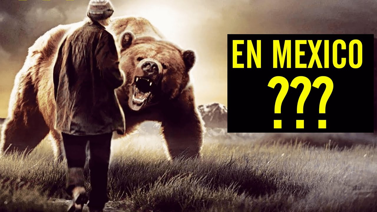 El Oso grizzly mexicano est&aacute; realmente extinto? &iexcl;Desc&uacute;brelo aqu&iacute;!