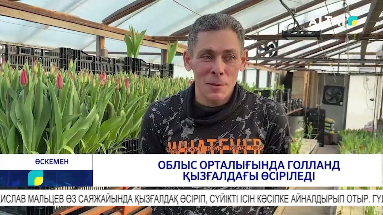 Облыс орталығында голланд қызғалдағы өсіріледі