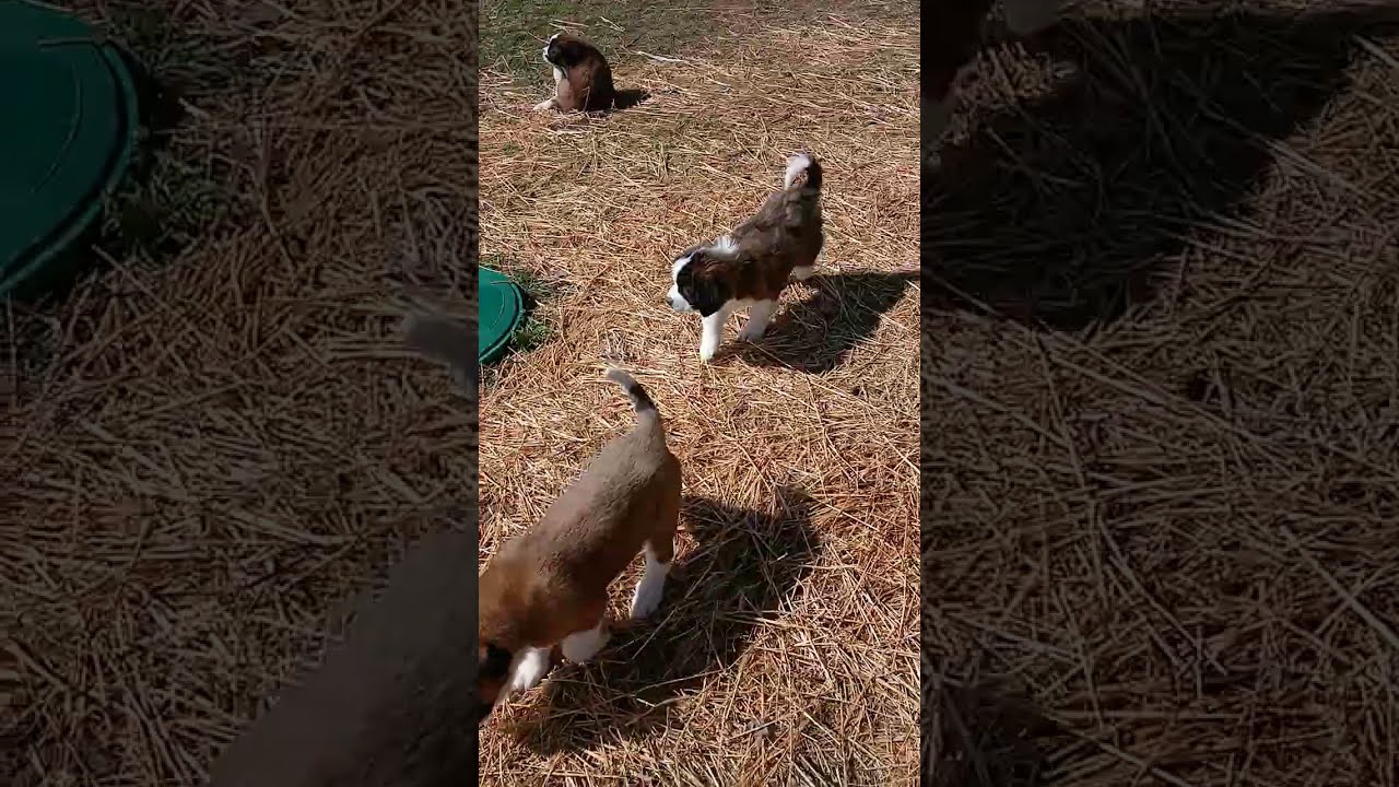 Hank And Puppies