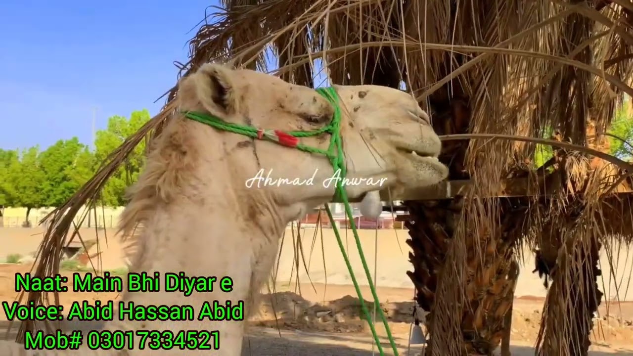 Main bhi Diyar e shah e Umum By Abid Hassan Abid