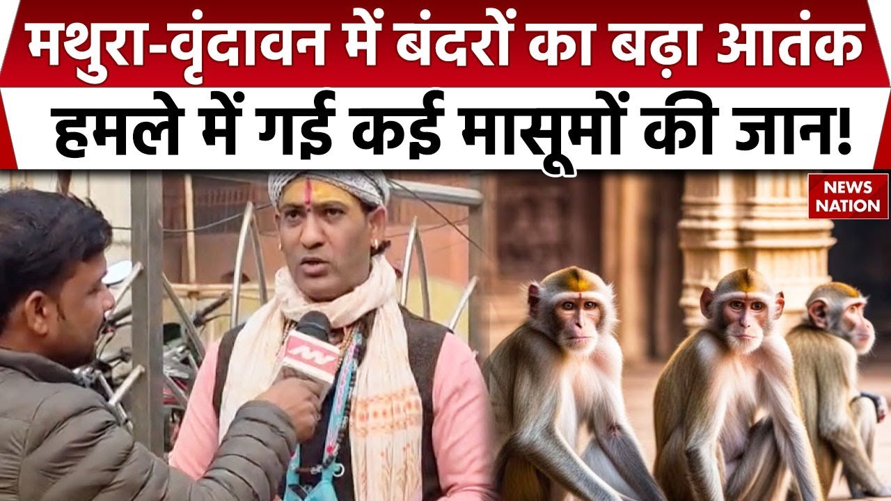 Mathura Vrindavan Monkey Attack:मथुरा-वृंदावन में बंदरों का बढ़ा आतंक हमले में गई कई मासूमों की जान!