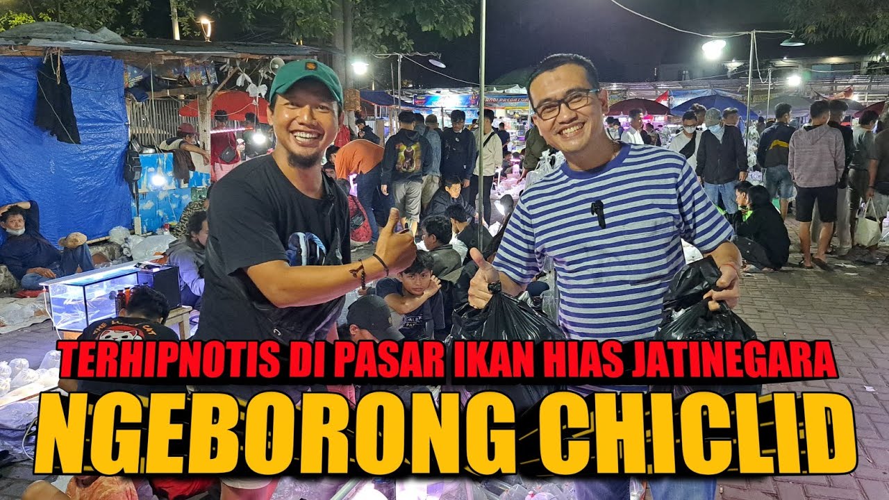 HUNT1NG DI PASAR 1KAN HI4S JATINEGARA // EDISI NGEBORONG CICHLID !!