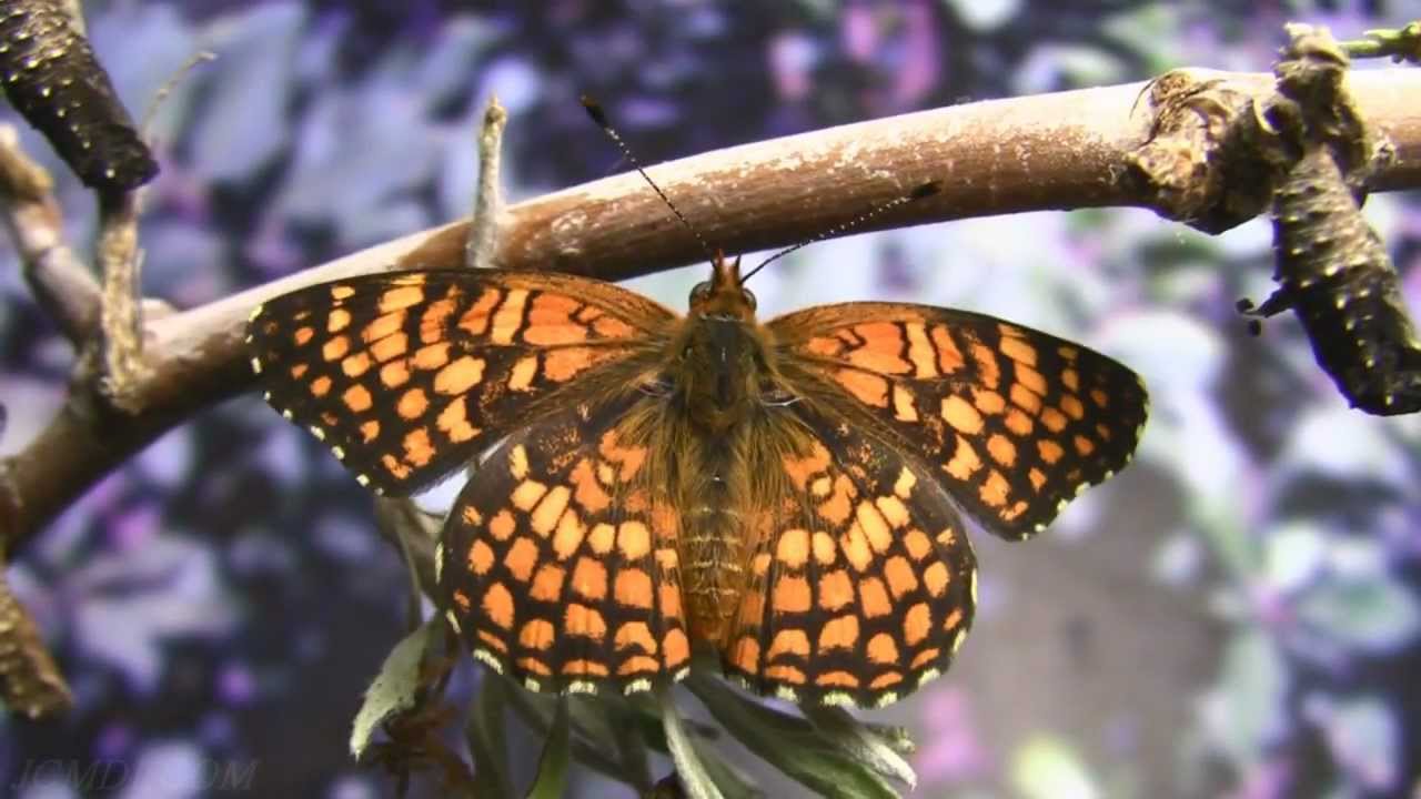 Butterflies: Nature's Miracles (DVD/Blue-Ray Movie) Part 3/5 V12088c