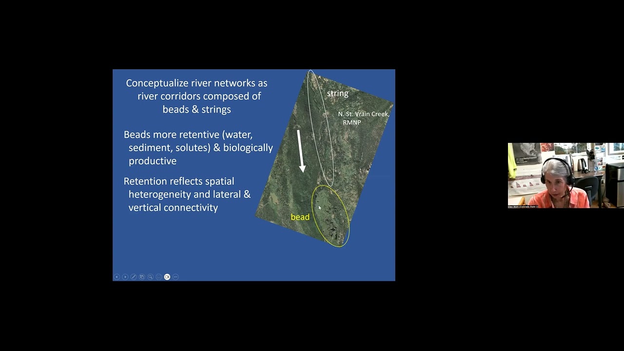 Beavers as One-Stop River Restoration: Carbon Sequestration, Biodiversity, and Resilience