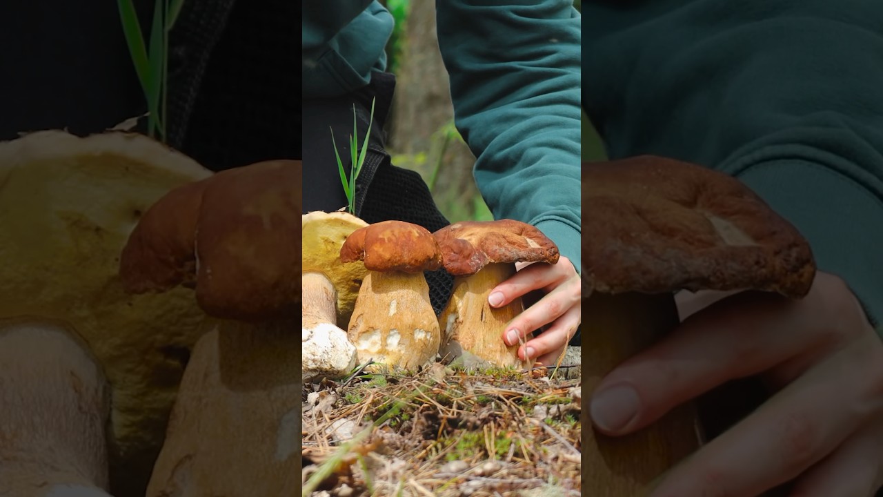 Cooking Yushka from Mushrooms in the Forest in Nature #cooking #mushroom #porcini