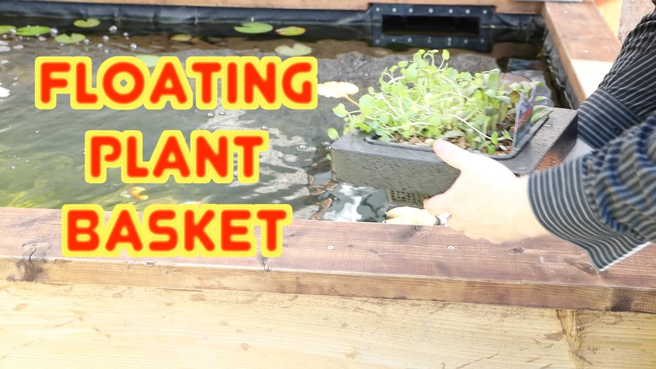 floating plant basket put in Koi pond